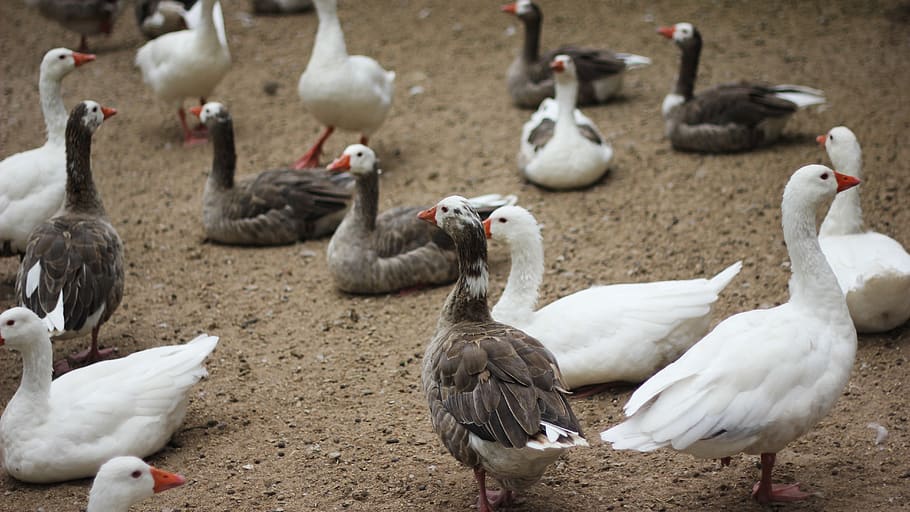 geese, animals, bird, group of animals, vertebrate, animal themes HD wallpaper