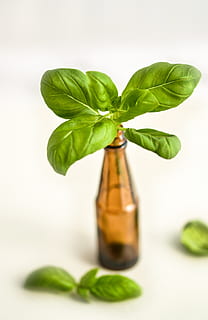 basil, bottle, herb, healthy, medicine, aromatherapy, herbal HD wallpaper