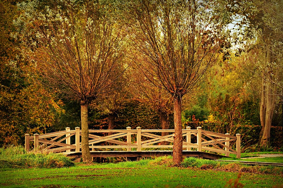 pollard, tree, bridge, grass, landscape, park, scenic, plant HD wallpaper