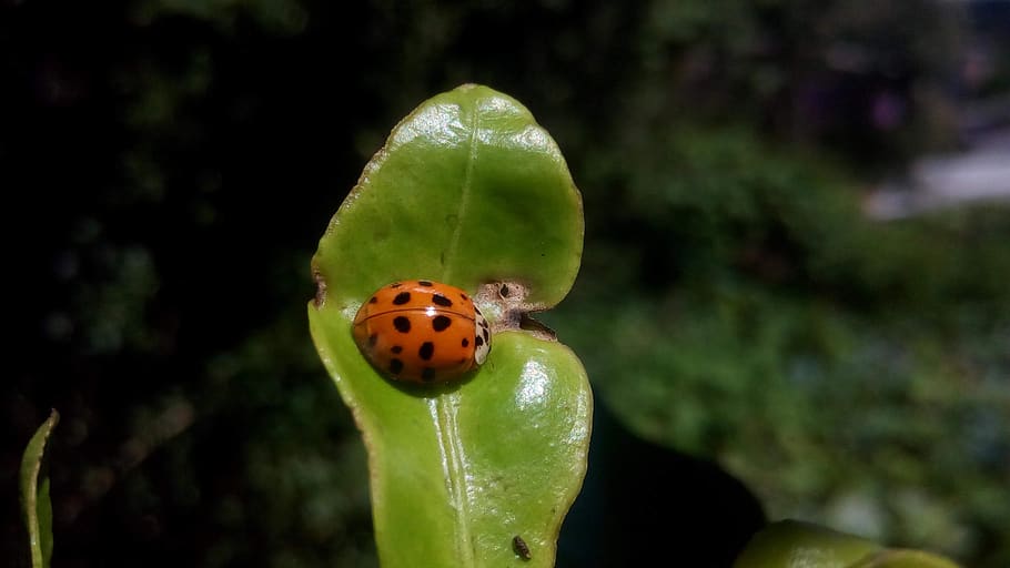 ladybug, beetle, nature, insect, red, leaves, klayton old, animal themes, HD wallpaper