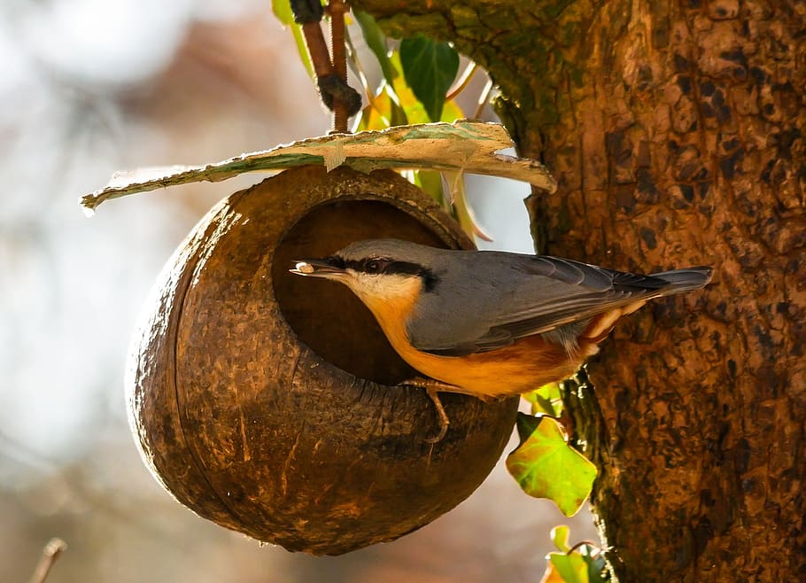 animals, bird, kleiber, tree runner, eat, hunger, bill, feeding HD wallpaper