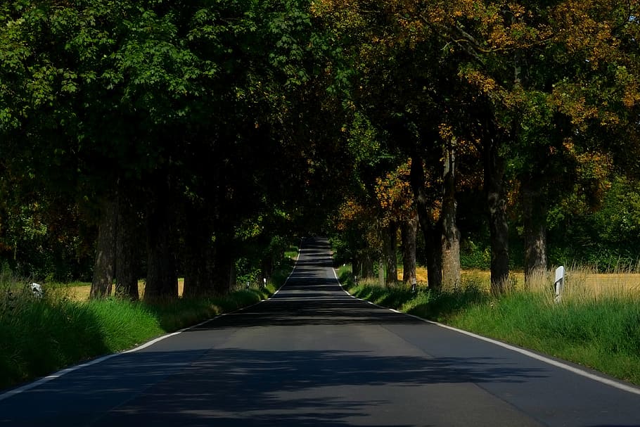 Asphalt Empty Road in Between of Tall Trees, country, forest HD wallpaper