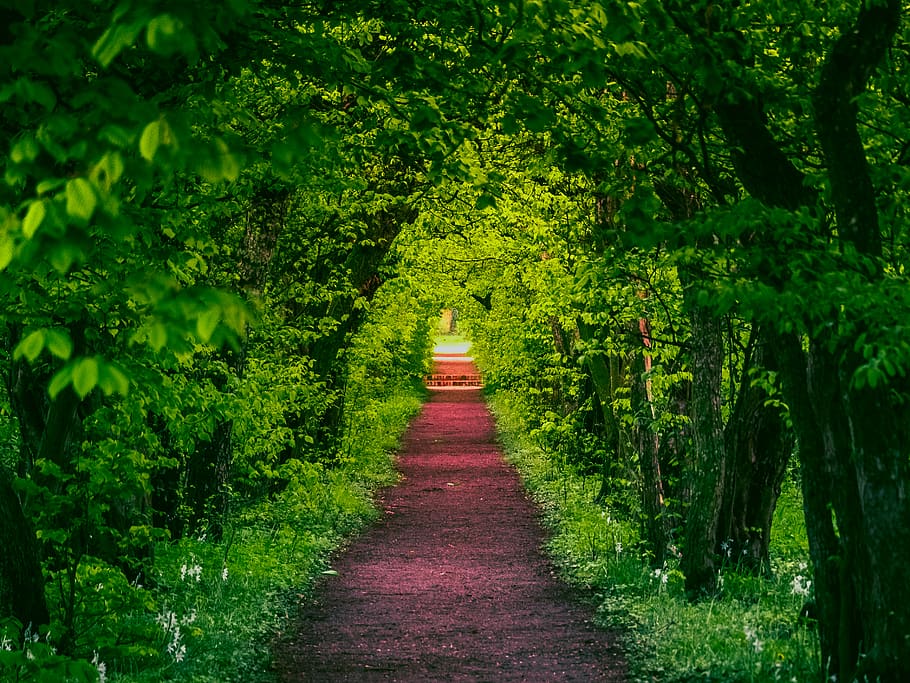 czechia, leaves, path, sunlight, nature, green, trees, summer HD wallpaper