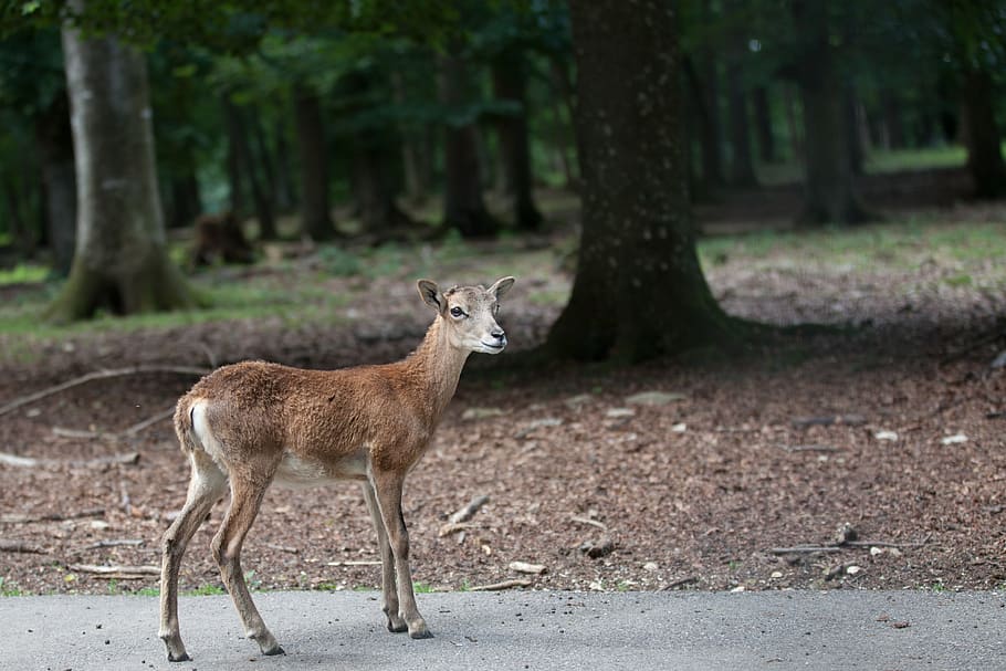forest, deer, scheu, red deer, animal, kitz, animal themes HD wallpaper