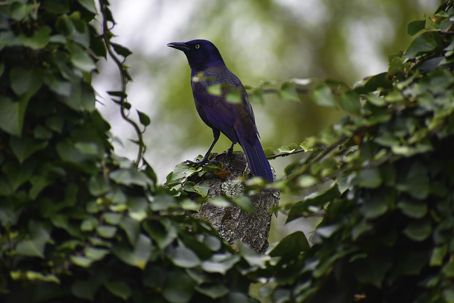Blue Bird Perched , animal, avian, little, wildlife, animal themes HD wallpaper