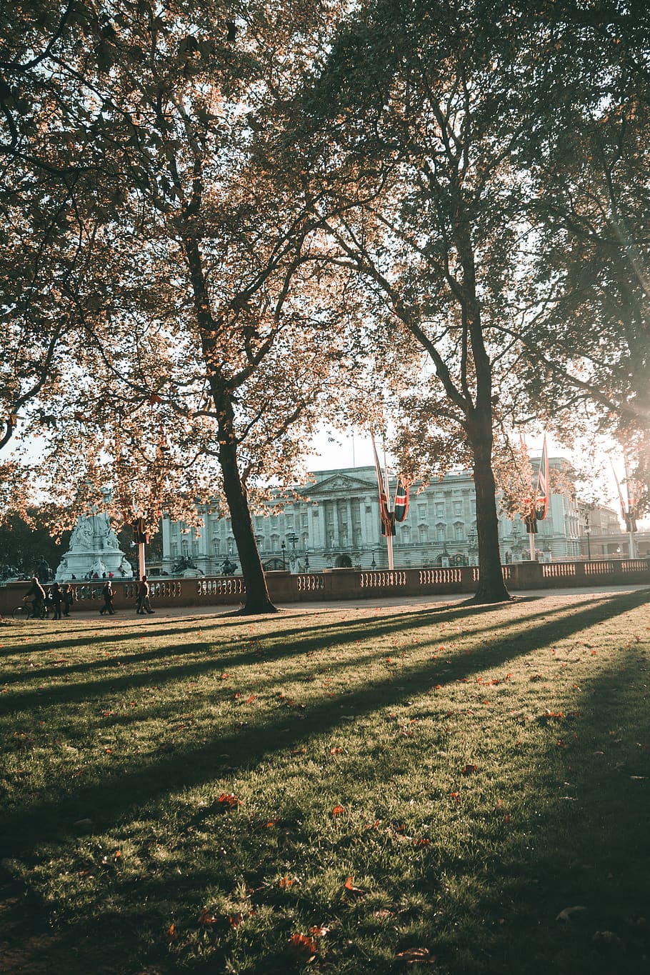 Photo of Trees During Daytime, branches, building, environment HD wallpaper