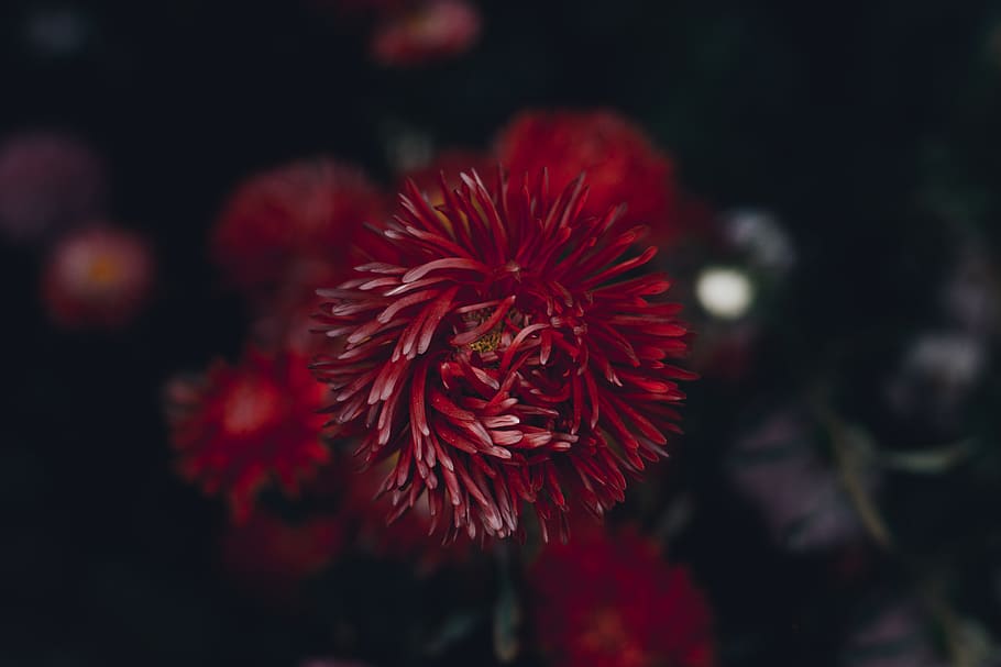 red flower at bloom, close-up, no people, beauty in nature, underwater HD wallpaper