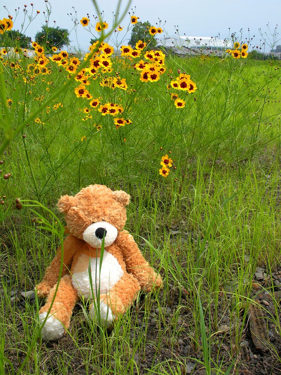 teddy bear, daisies, field, plush, toy, plant, grass, green color HD wallpaper
