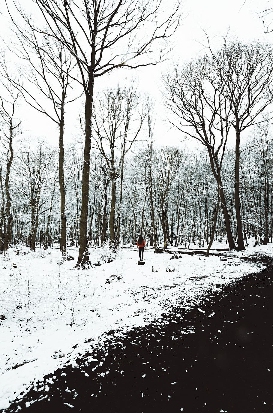 forest, nature, landscape, white, snow, ice, winter, woods HD wallpaper