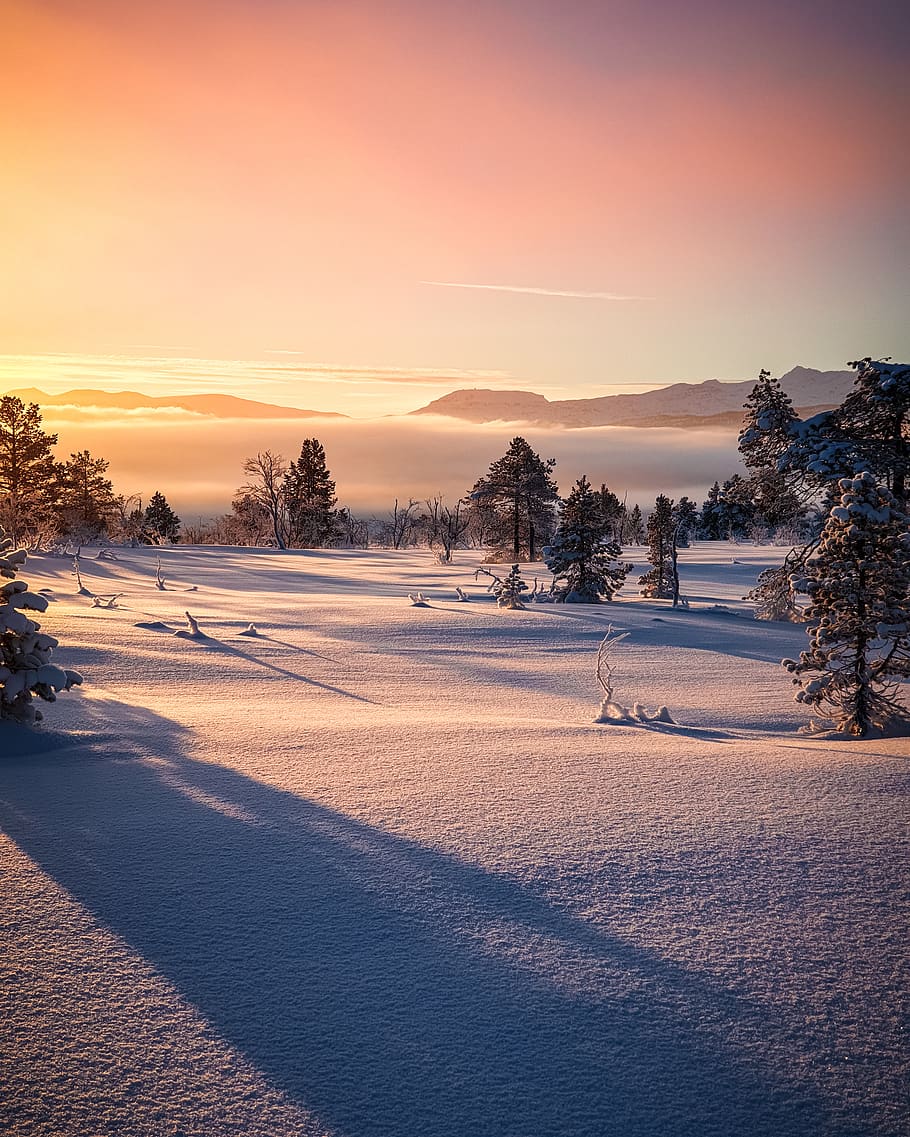 Snowy Field Near Trees Under Golden Hour, beautiful, cold, dawn HD wallpaper