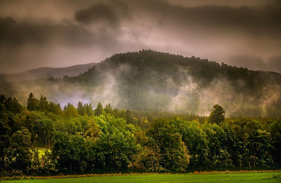 Forest Under Gray Clouds, dark clouds, dawn, environment, farm HD wallpaper