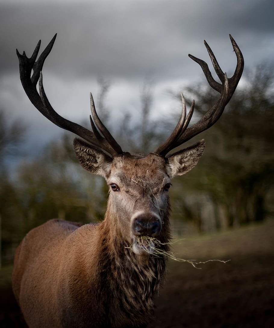 brown deer, animal themes, mammal, animal wildlife, one animal HD wallpaper