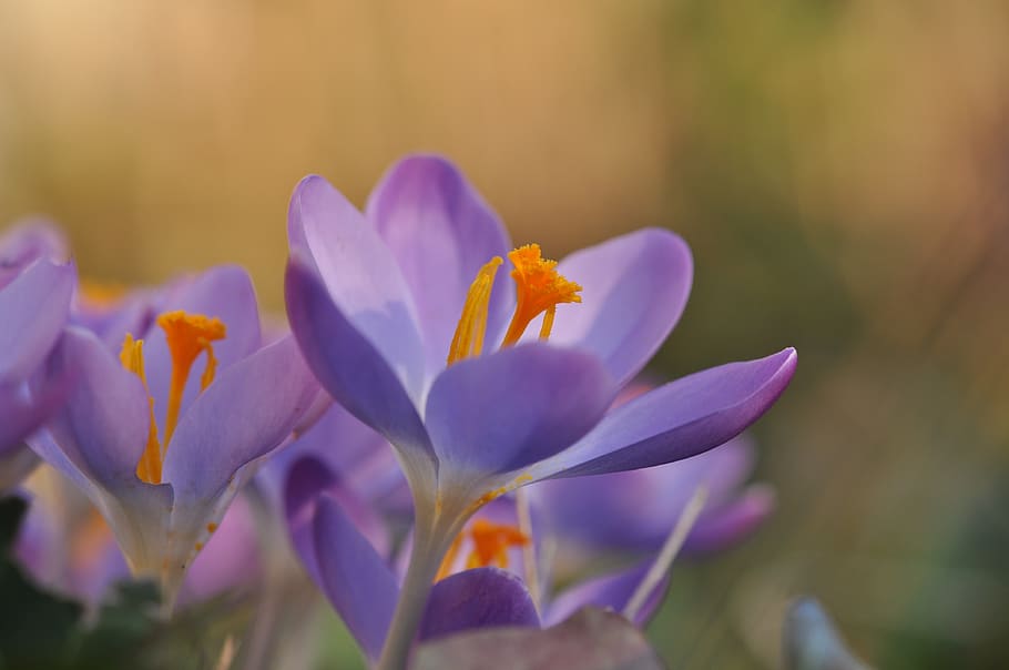 crocus, bokeh, purple, flowers, spring, nature, vegetable, garden HD wallpaper