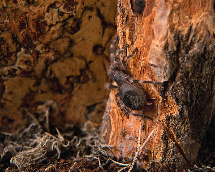 beautiful, closeup, tree, insect, macro, spider, spring, animal HD wallpaper