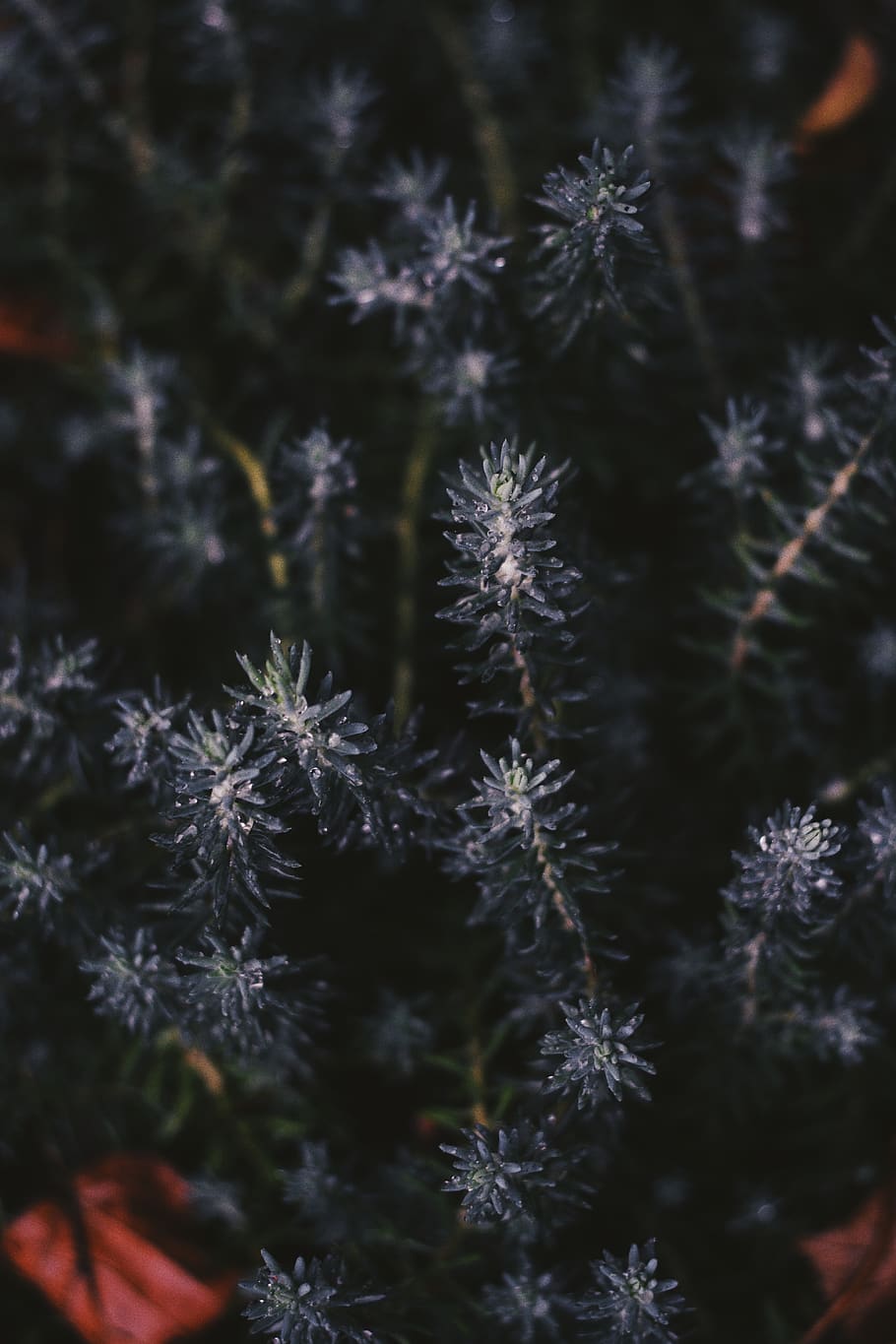 wallpaper, background, autumn, rain, raindrop, water, waterdrop HD wallpaper