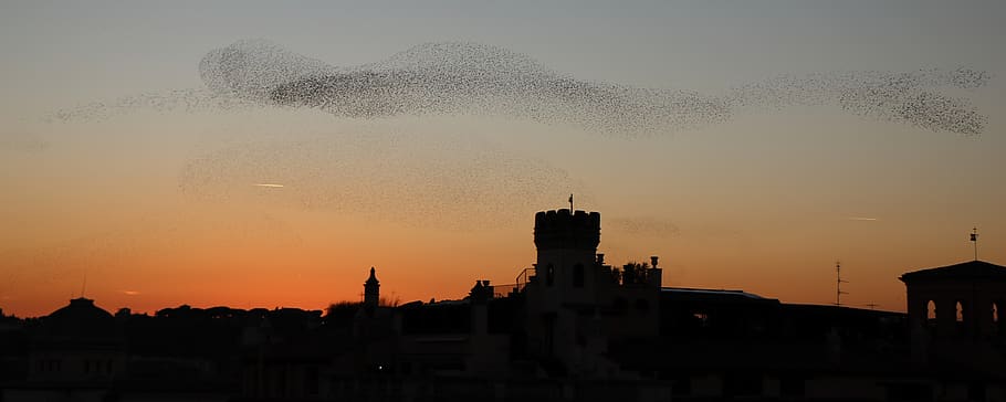evening, sunset, sky, natural, the evening sky, birds, flocks of birds HD wallpaper