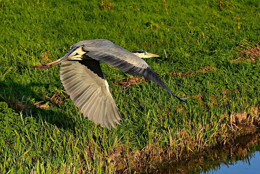 gray heron, bird, flight, wings, feathers, flying, grass, ditch HD wallpaper