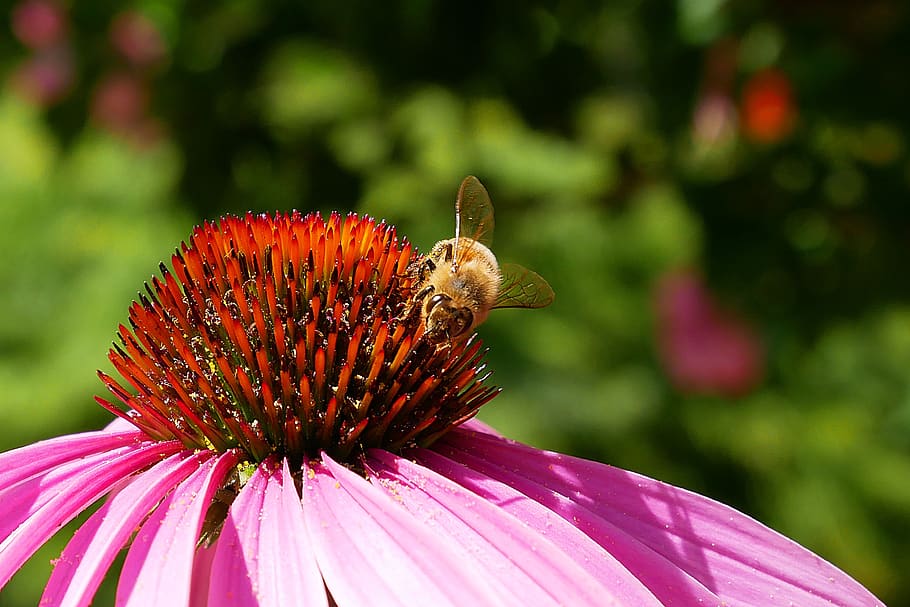bee, pollen, tigist, nature, flower, garden, plant, insect HD wallpaper