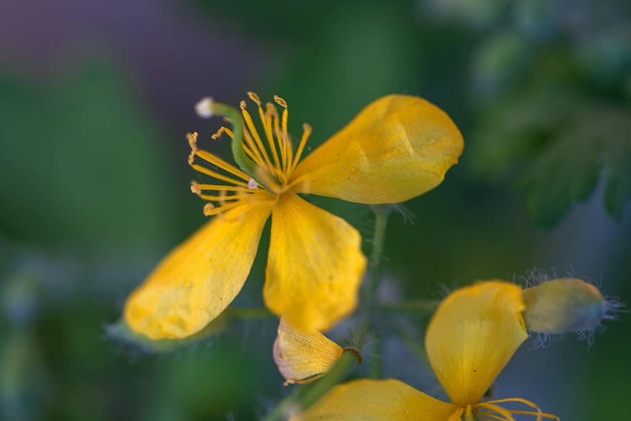 spring, flower, flowers, background, focus, closeup, outdoor HD wallpaper