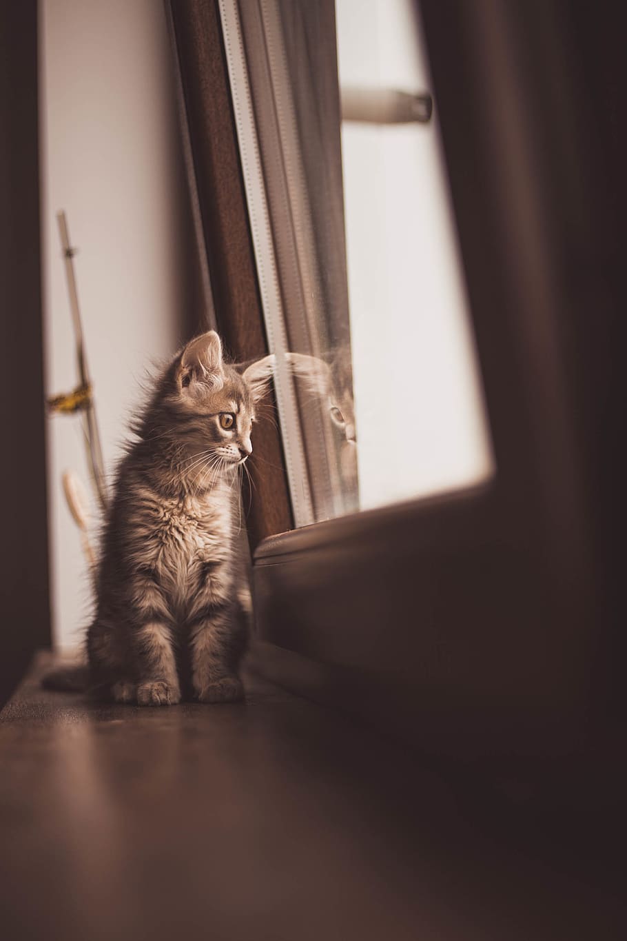 cat, mammal, animal, animal themes, one animal, domestic cat HD wallpaper