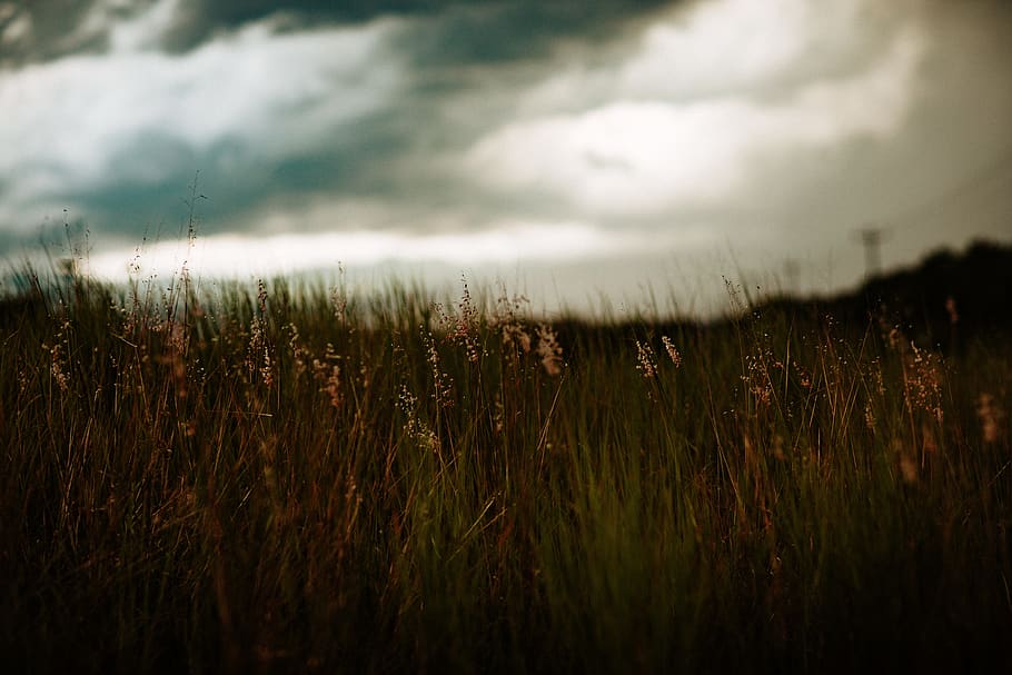grass field, plant, outdoors, grassland, countryside, weather HD wallpaper