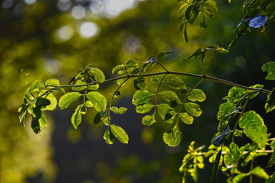 branch, foliage, leaves, backlight, sunlight, golden light HD wallpaper