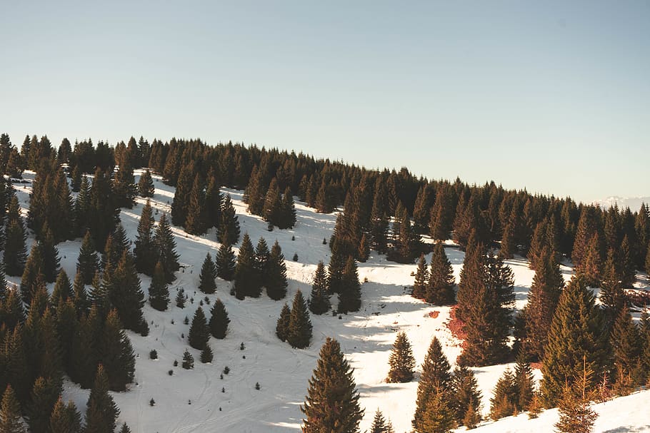 green pine trees, winter, sky, plant, snow, cold temperature HD wallpaper