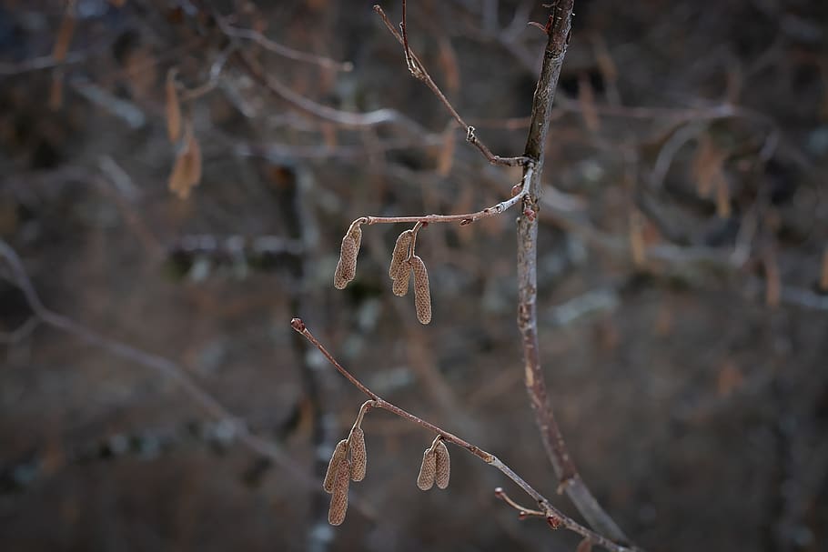 branches, tree, aesthetic, winter, nature, of course, without leaves HD wallpaper