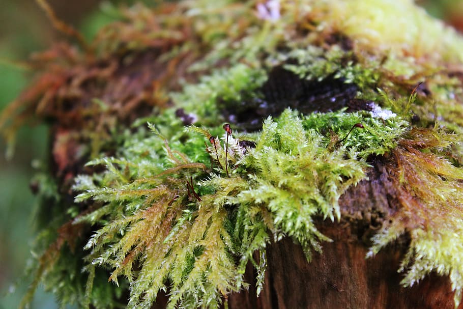 nature, macro, frost, close-up, no people, animals in the wild HD wallpaper