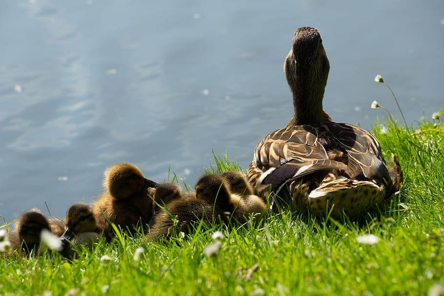 ducks, ducklings, birds, grass, water, tail, animal themes HD wallpaper