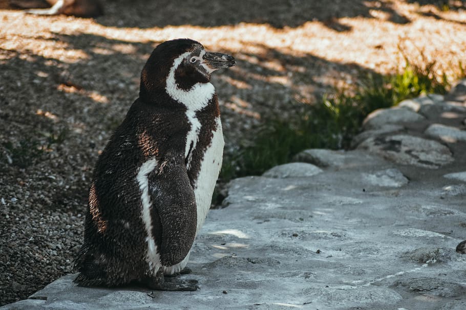 Black and White Penguin on Gray Surface, antarctic, bird, cold HD wallpaper