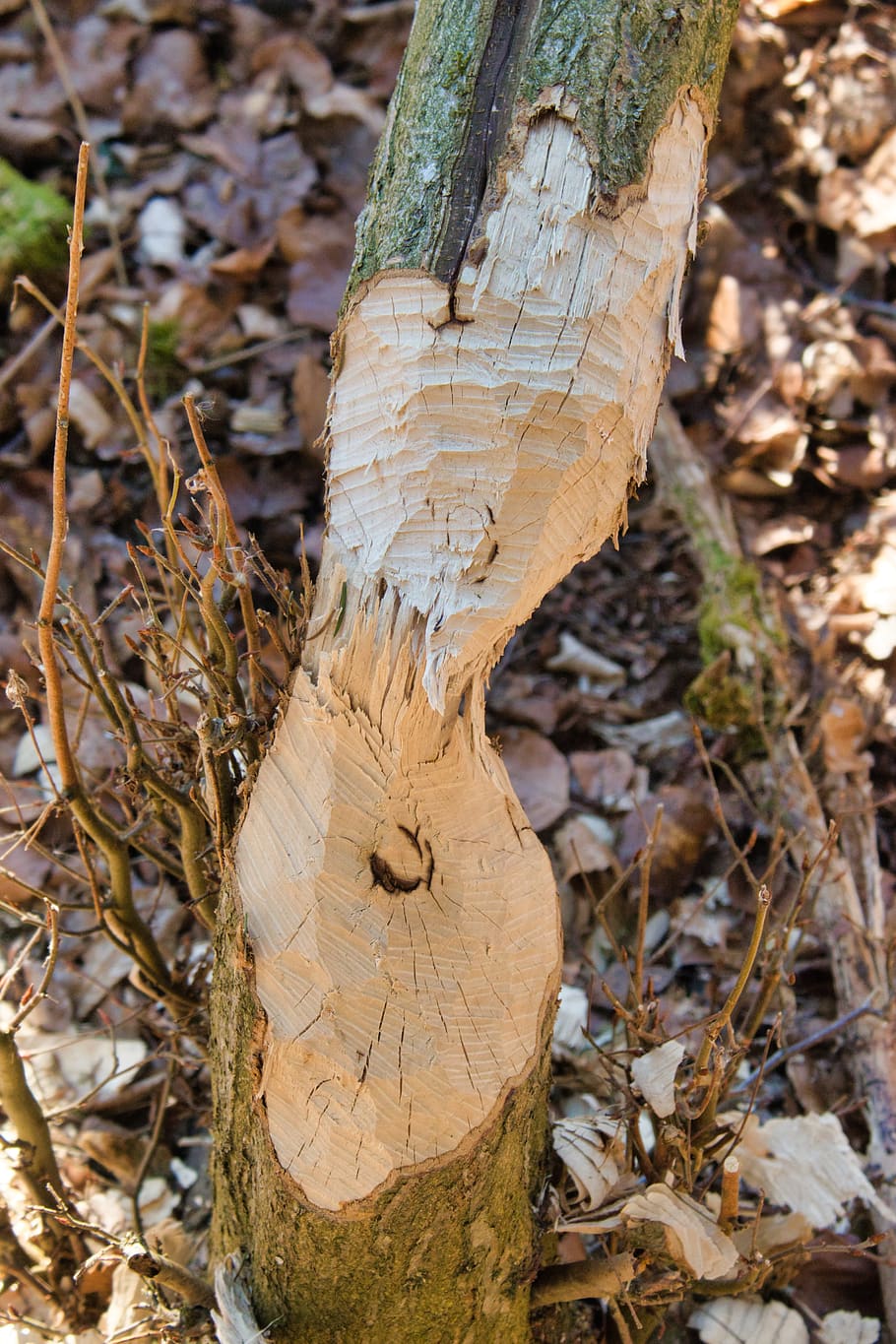 tree, beaver, beaver eating, beaver damage, wood, tree trunk HD wallpaper