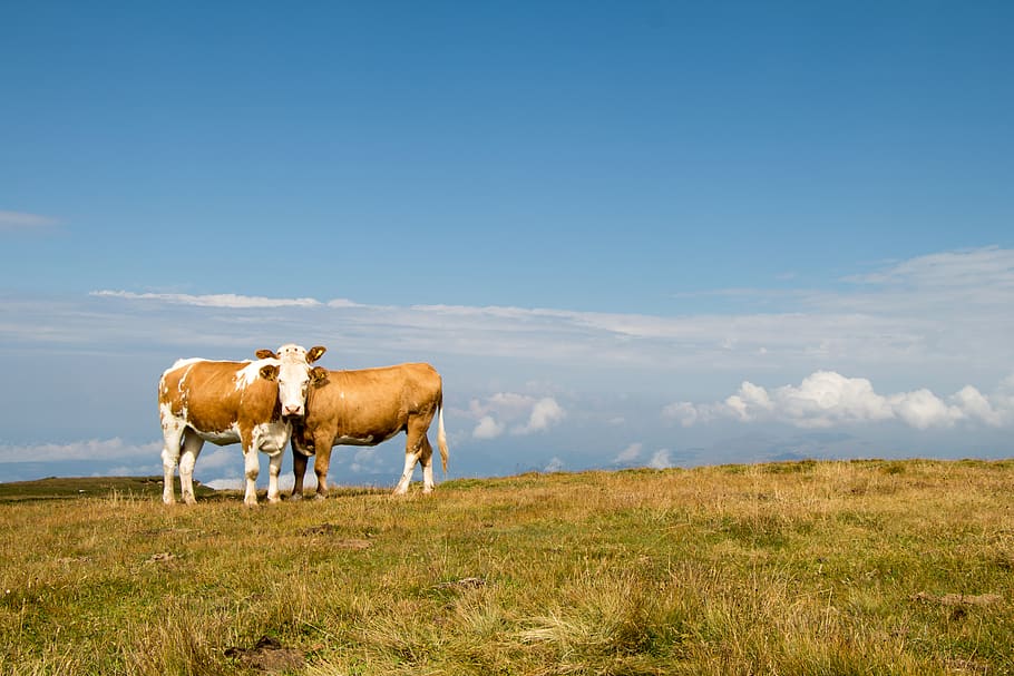 two brown cattles, italy, schlern, animal, mammal, farm, countryside HD wallpaper