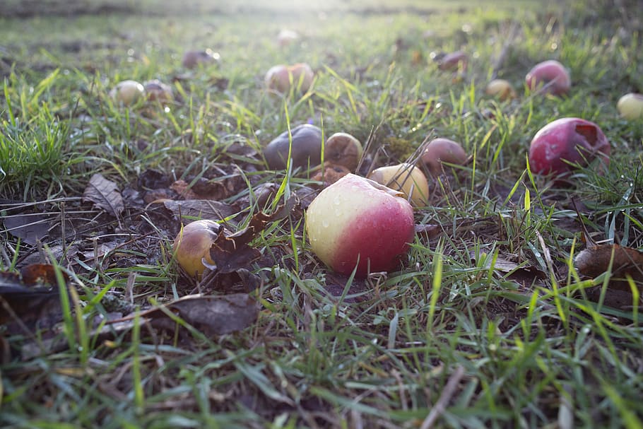 food, grass, plant, food and drink, land, no people, field HD wallpaper