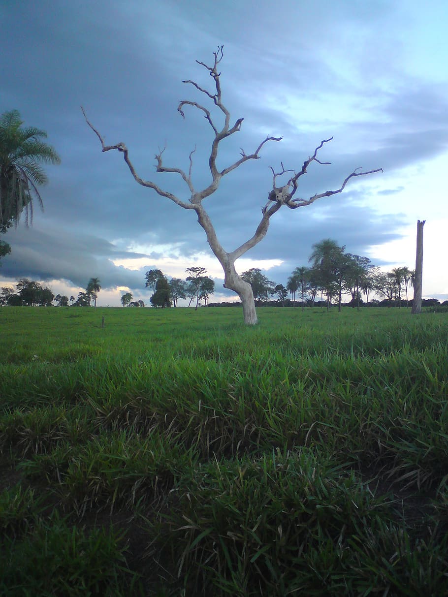 tree, farm, pasture, clouds, sky, rain, outdoor, nature, plant HD wallpaper