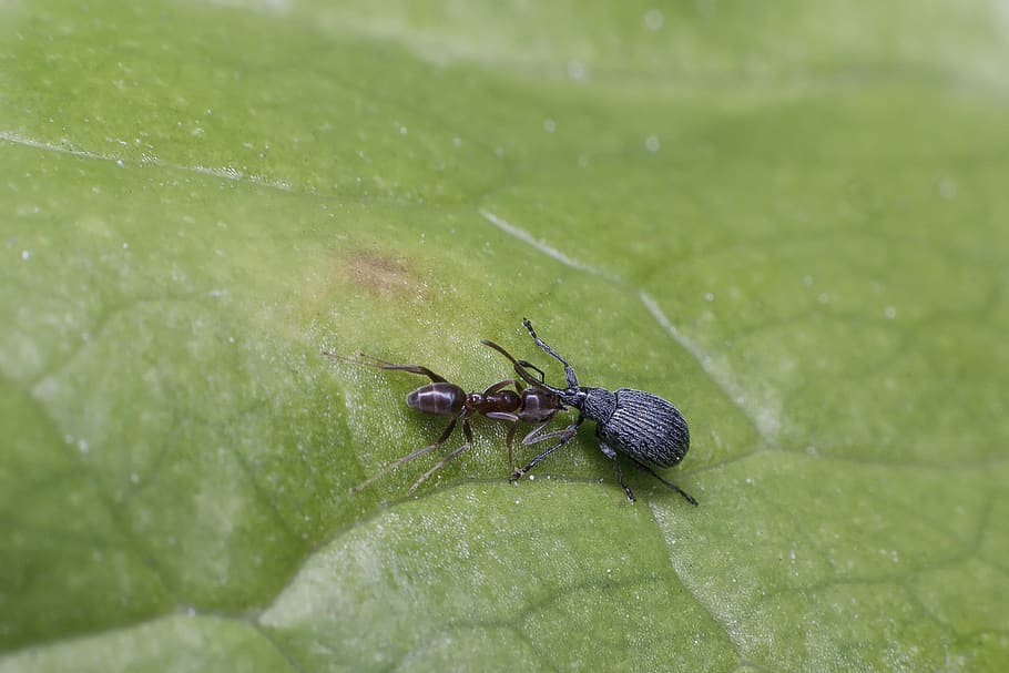 fight, nature, insect, leaf, ant, invertebrate, green, color HD wallpaper