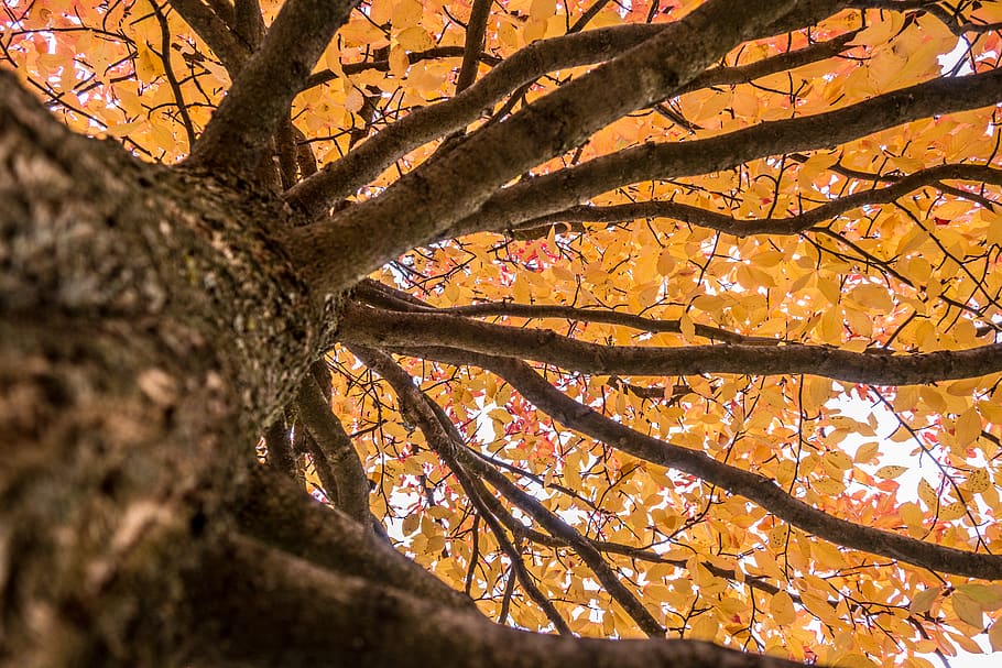 tree, plant, tree trunk, maple, yellow, bottom to top, upside down HD wallpaper