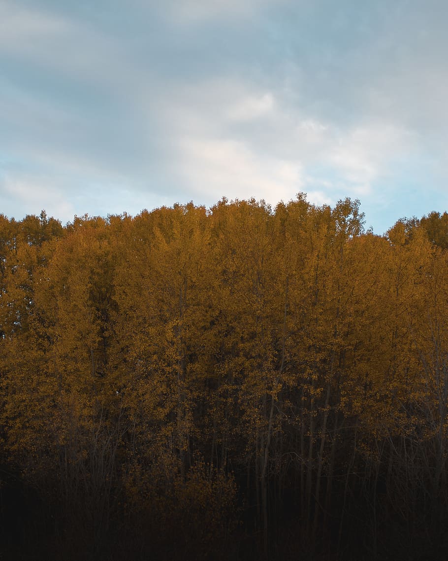 tree, plant, fir, abies, nature, conifer, outdoors, countryside HD wallpaper