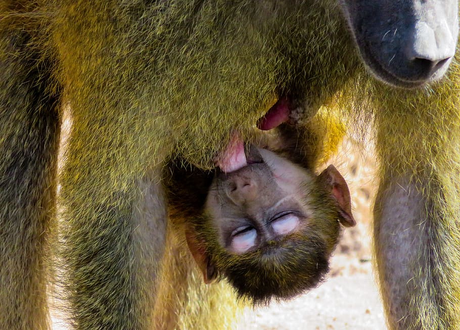 monkey, primate, animal, baboon, suckle, mammal, monkey baby HD wallpaper