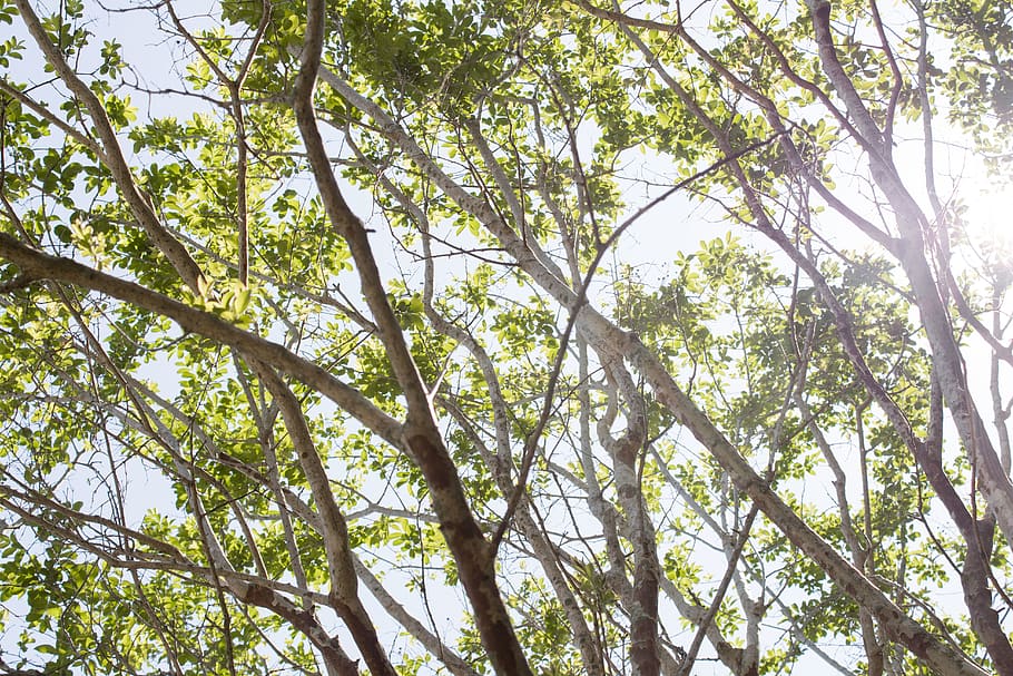 green leafed tree, flora, plant, land, nature, vegetation, forest HD wallpaper