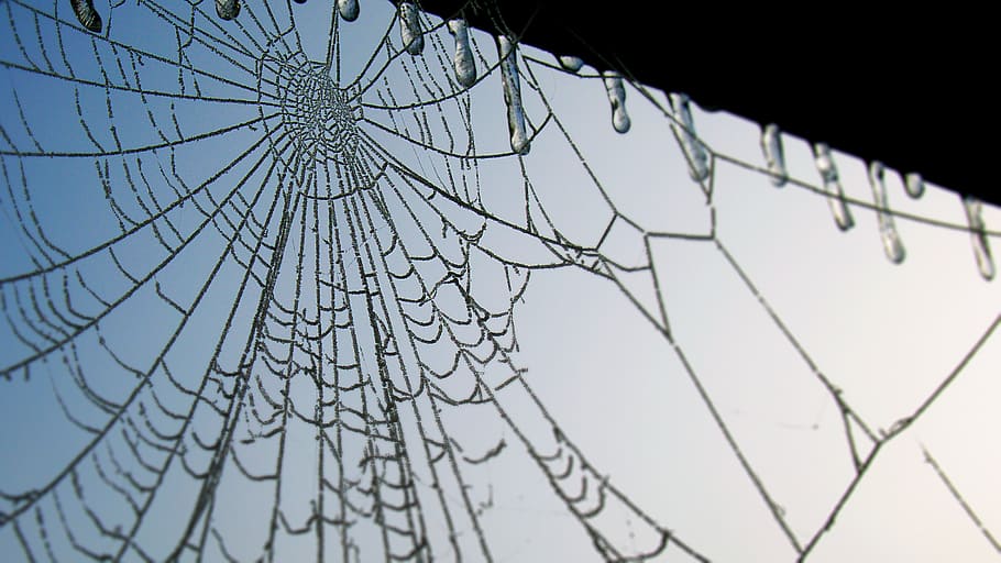 united kingdom, chester, cold, cobweb, england, winter, frosty morning HD wallpaper
