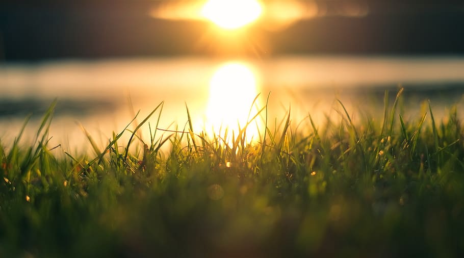 grass, lake, river, sun, sunset, sunrise, plant, selective focus HD wallpaper