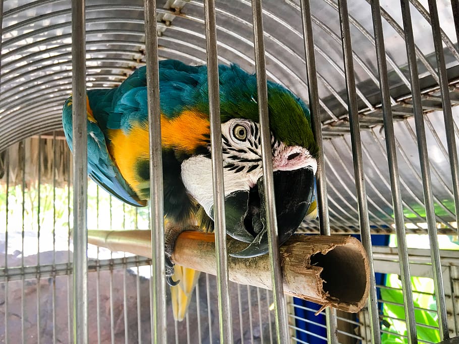 aruba, bird, summer, vertebrate, animal, cage, animal themes HD wallpaper