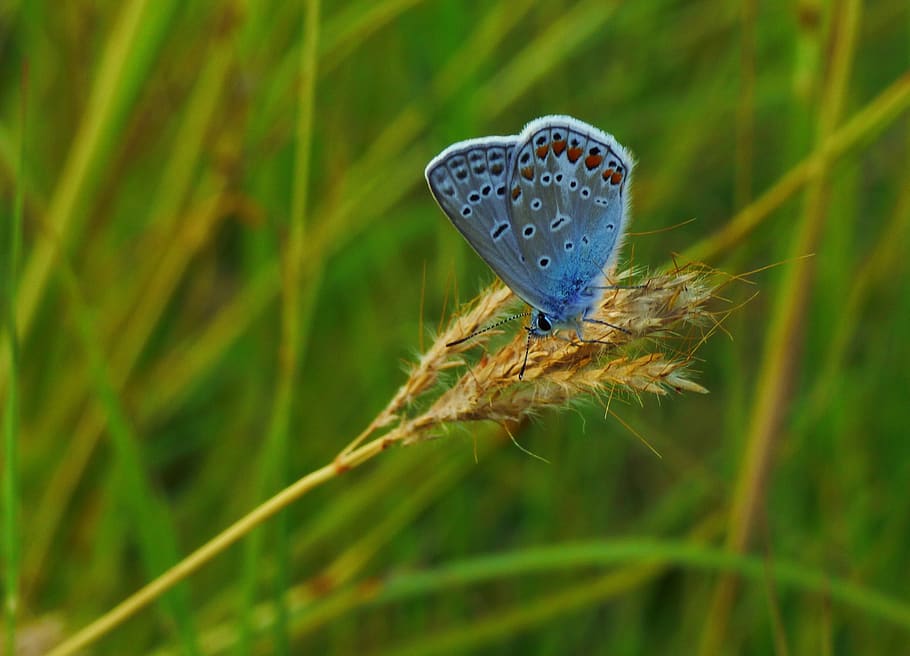 butterflies, green, nature, insect, wings, nice, summer, yellow HD wallpaper