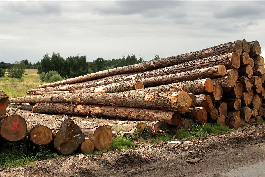 logs, tree, trunk, wood, nature, forest, wooden, the bark, timber HD wallpaper