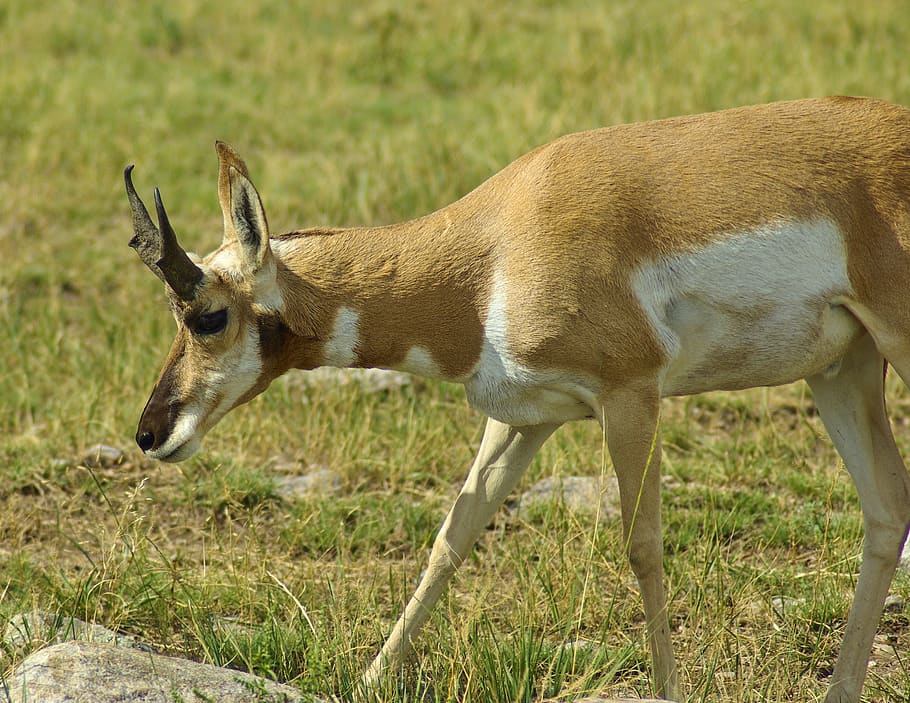 antelope in south dakota, pronghorn, custer, state, park, meadow, HD wallpaper