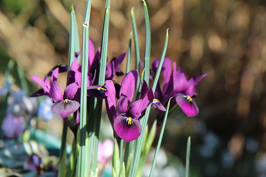 iris, iris purple, flowering, bulb, spring, flowering plant HD wallpaper