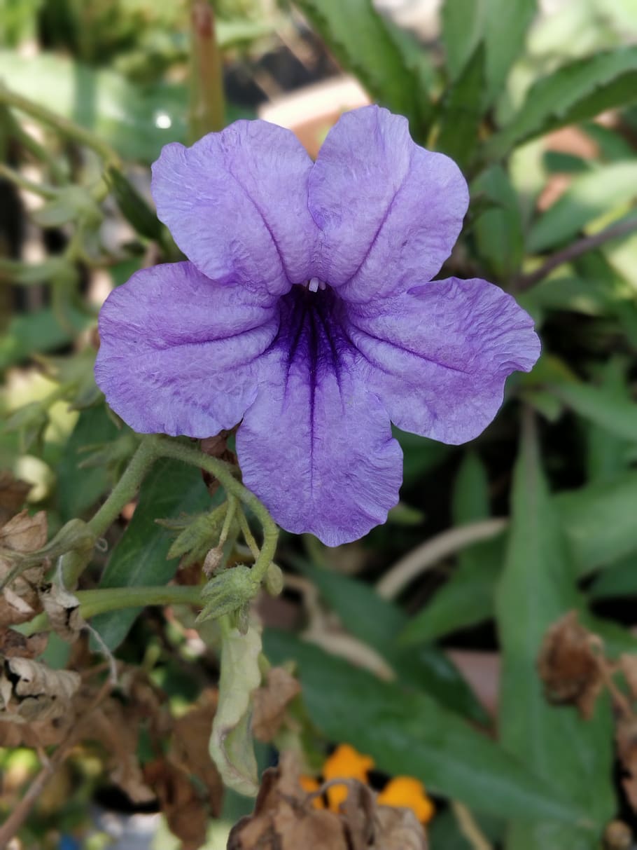 Image of Summer petunia purple