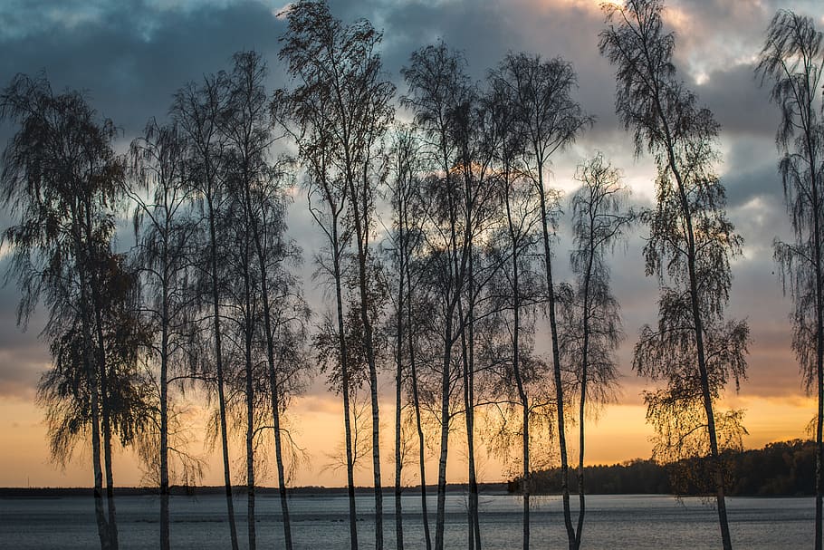 sweden, ivö, forest, sunset, sunrise, clouds, orange, blue HD wallpaper