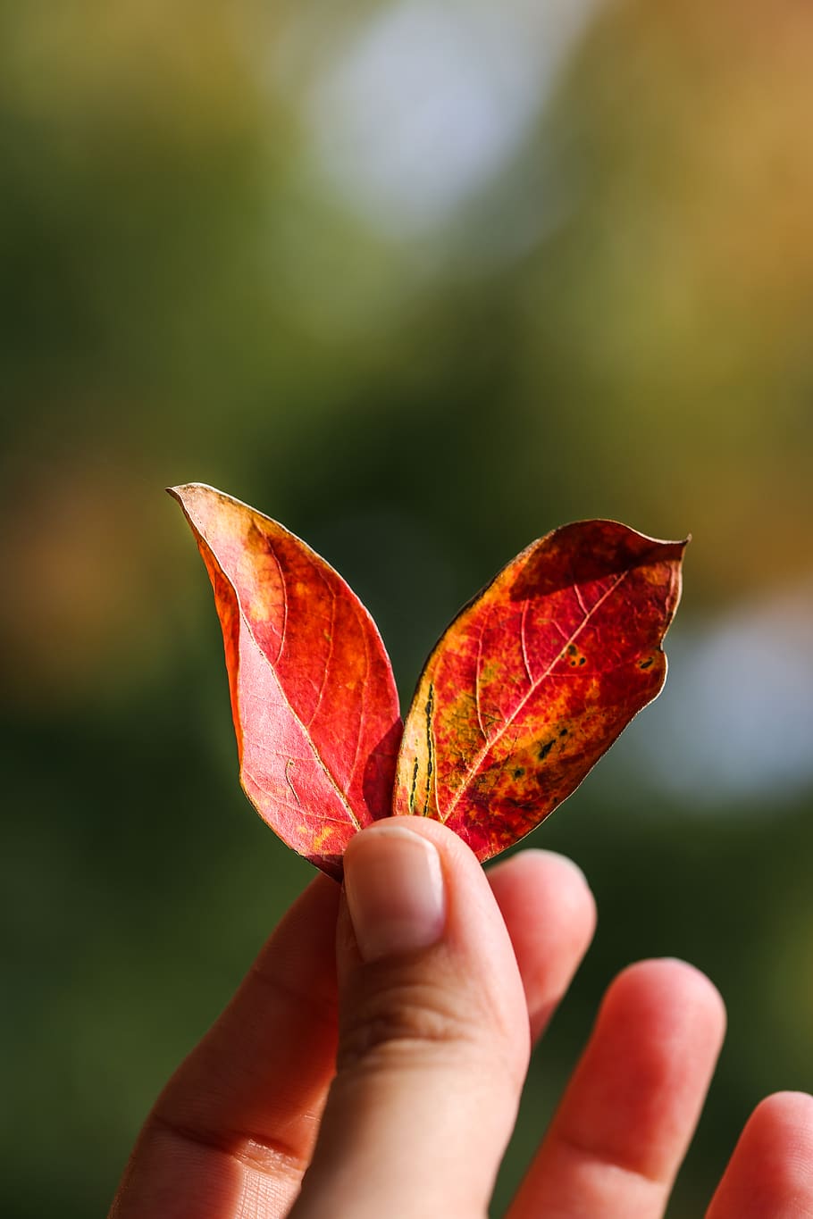 leaves, leaf, autumn, red, hand, hands in frame, sunshine, natural light HD wallpaper